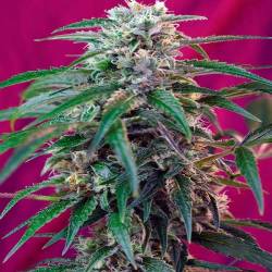 Green Poison Autofloreciente Feminizada de Sweet Seeds