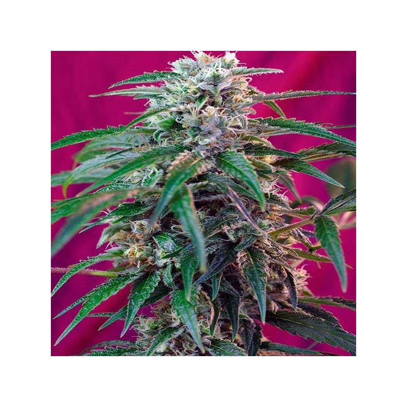 Green Poison Autofloreciente Feminizada de Sweet Seeds