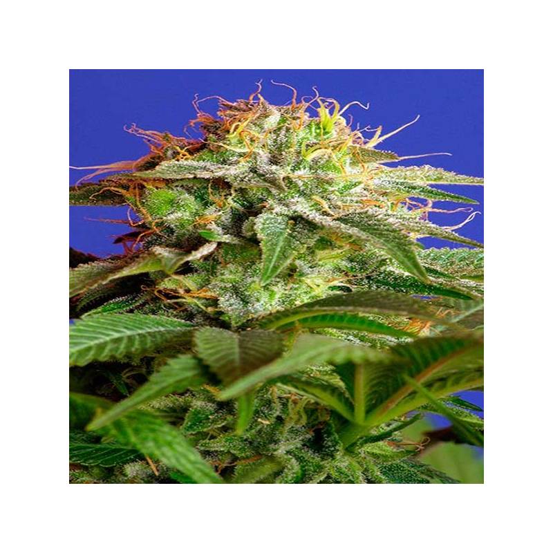 Green Poison F1 Fast Version Feminizada de Sweet Seeds