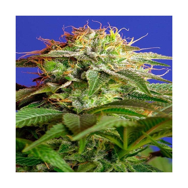 Green Poison F1 Fast Version Feminizada de Sweet Seeds