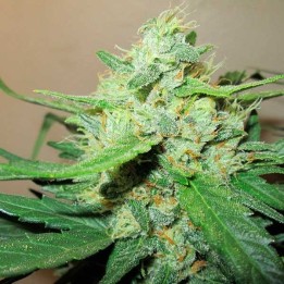 Ice Cool Feminizada de Sweet Seeds