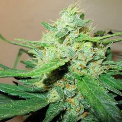 Ice Cool Feminizada de Sweet Seeds