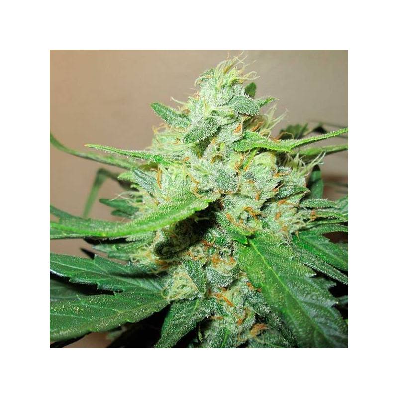 Ice Cool Feminizada de Sweet Seeds