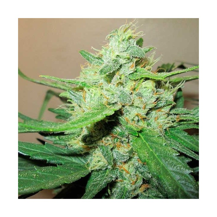 Ice Cool Feminizada de Sweet Seeds
