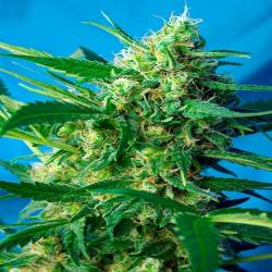 Ice Cool Autofloreciente Feminizada de Sweet Seeds