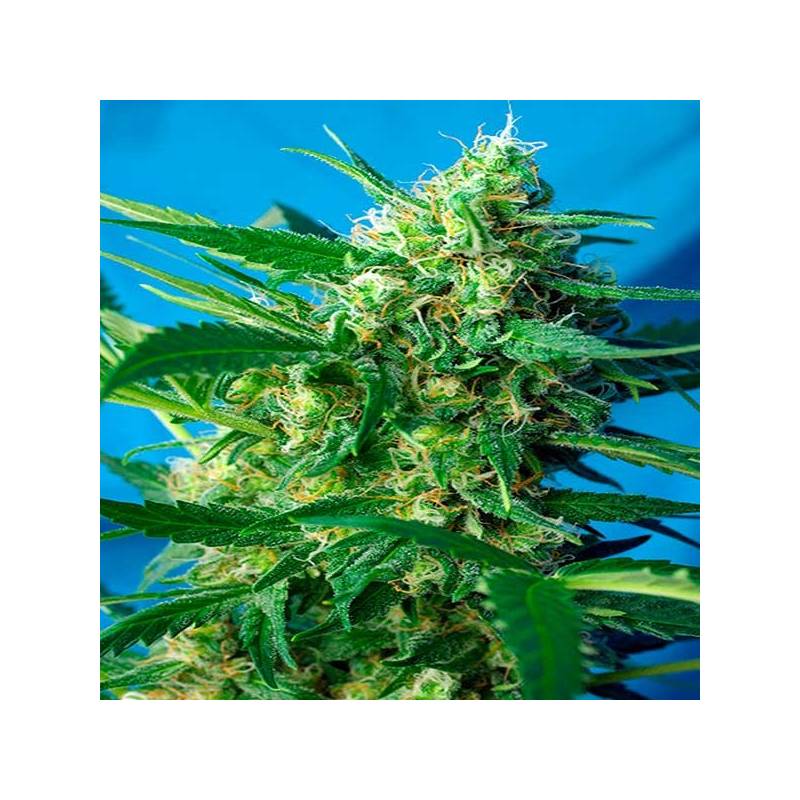 Ice Cool Autofloreciente Feminizada de Sweet Seeds