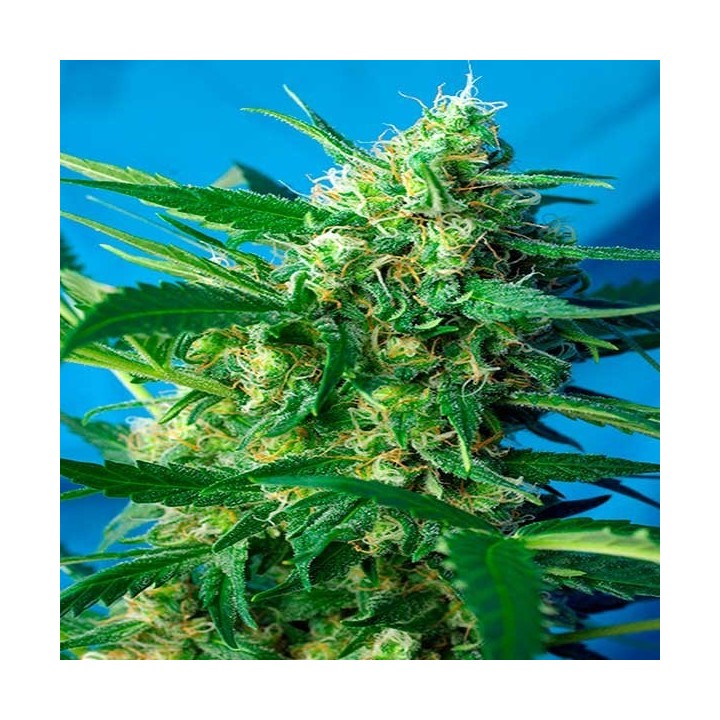 Ice Cool Autofloreciente Feminizada de Sweet Seeds