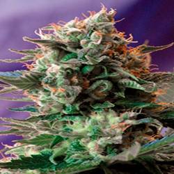 Jack 47 Feminizada de Sweet Seeds