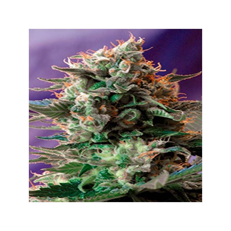 Jack 47 Feminizada de Sweet Seeds