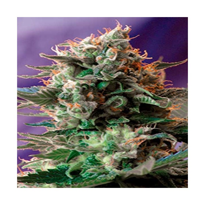Jack 47 Feminizada de Sweet Seeds