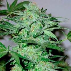 Caramel King Feminizada de Bulk Seeds Bank