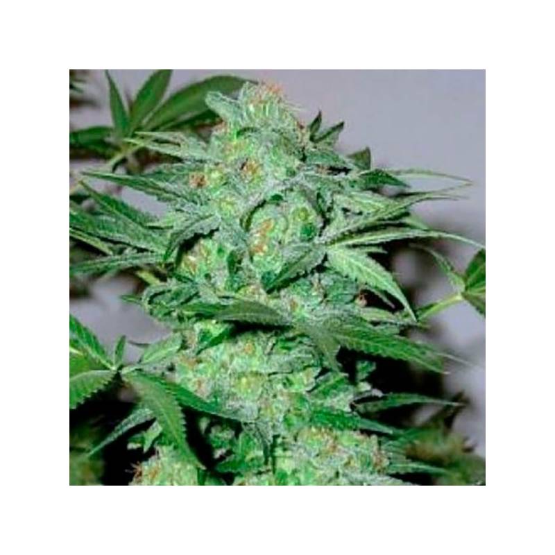 Caramel King Feminizada de Bulk Seeds Bank