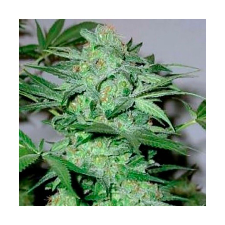 Caramel King Feminizada de Bulk Seeds Bank