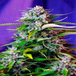 Jack 47 Autofloreciente Feminizada de Sweet Seeds