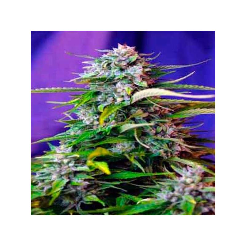 Jack 47 Autofloreciente Feminizada de Sweet Seeds