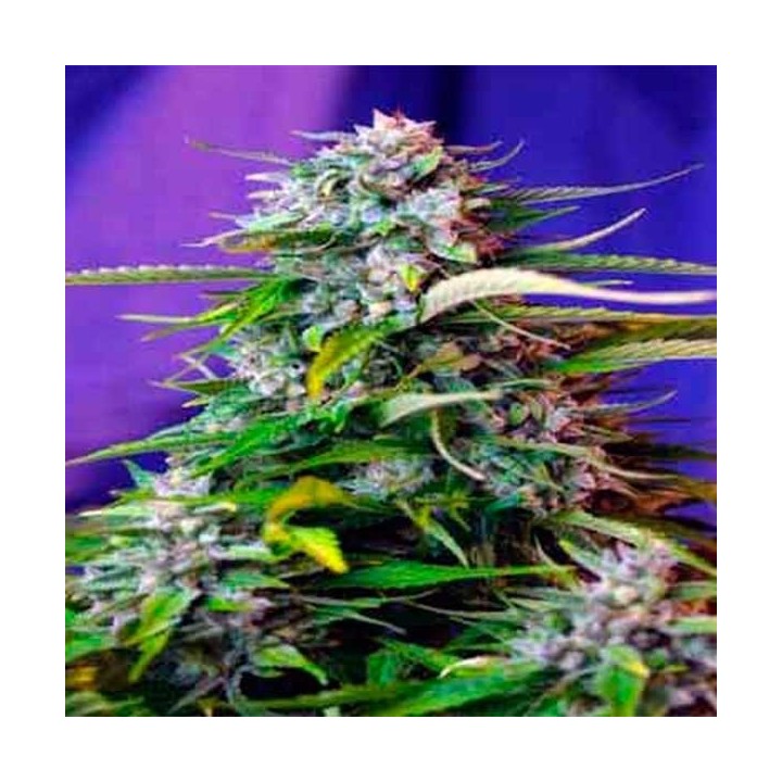 Jack 47 Autofloreciente Feminizada de Sweet Seeds