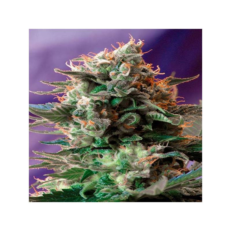 Jack 47 F1 Fast Version Feminizada de Sweet Seeds