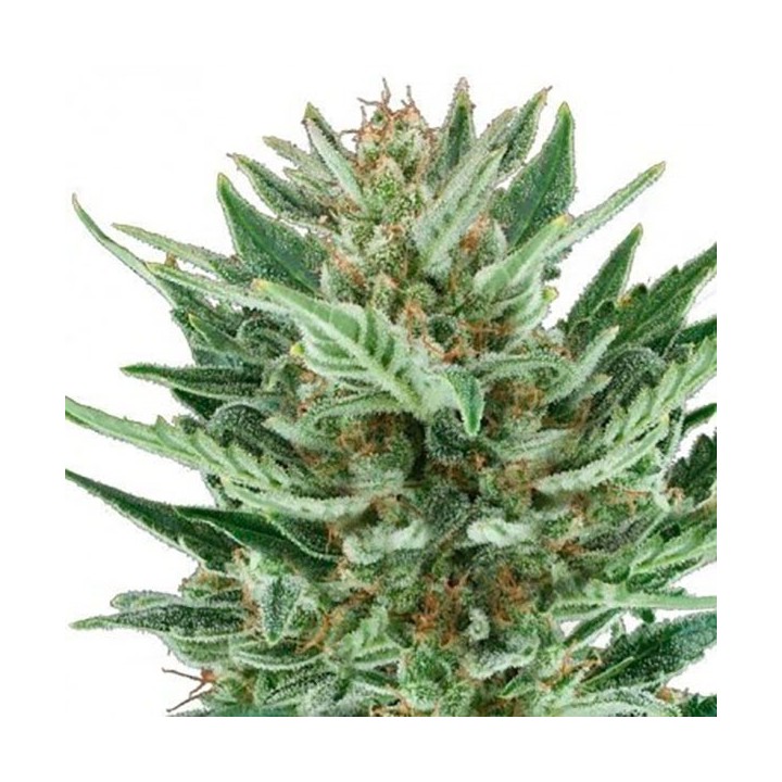 Cheese Feminizada de Bulk Seeds Bank
