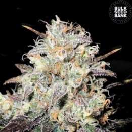 Cocopopo Feminizada de Bulk Seeds Bank