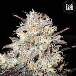 Cocopopo Feminizada de Bulk Seeds Bank