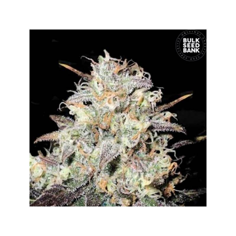 Cocopopo Feminizada de Bulk Seeds Bank