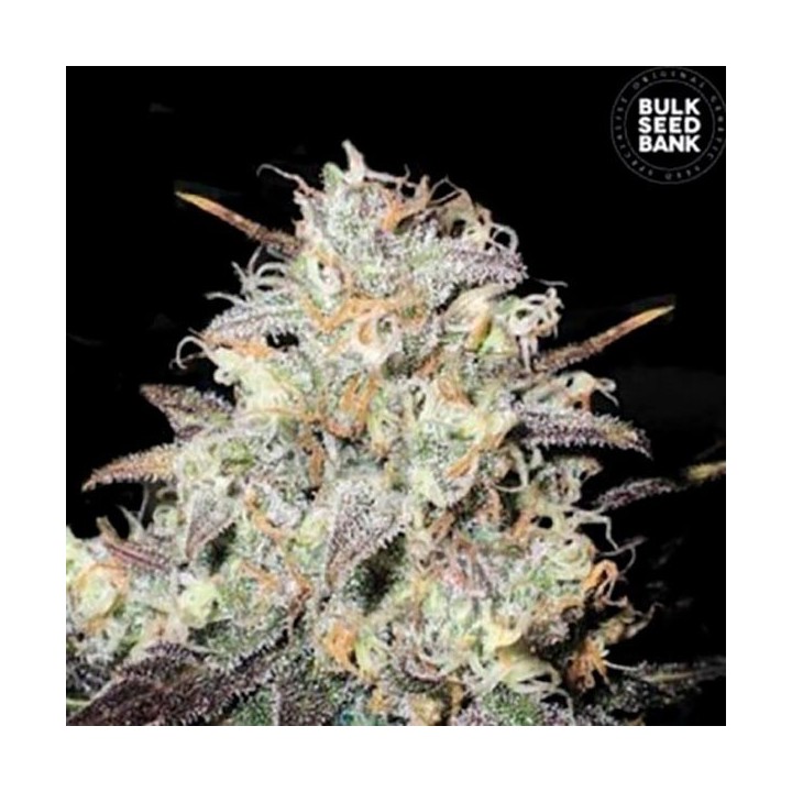 Cocopopo Feminizada de Bulk Seeds Bank