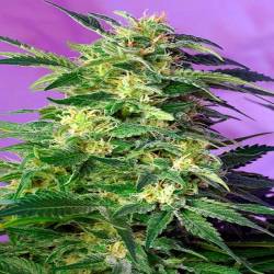 Killer Kush Autofloreciente Feminizada de Sweet Seeds