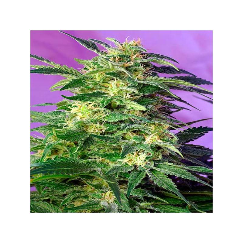 Killer Kush Autofloreciente Feminizada de Sweet Seeds