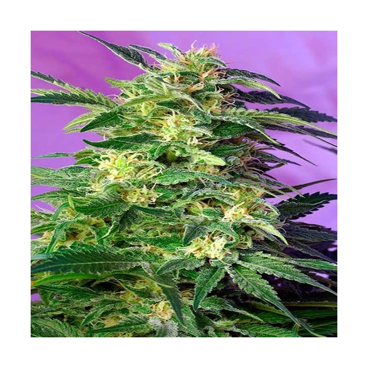 Killer Kush Autofloreciente Feminizada de Sweet Seeds