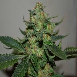 Mohan Ram Feminizada de Sweet Seeds