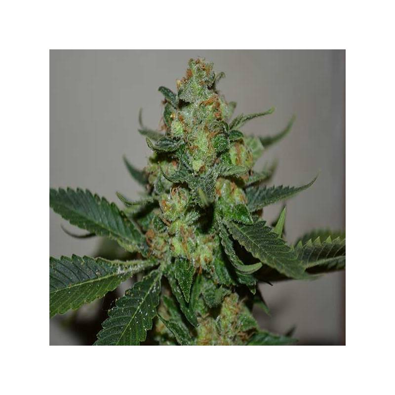 Mohan Ram Feminizada de Sweet Seeds