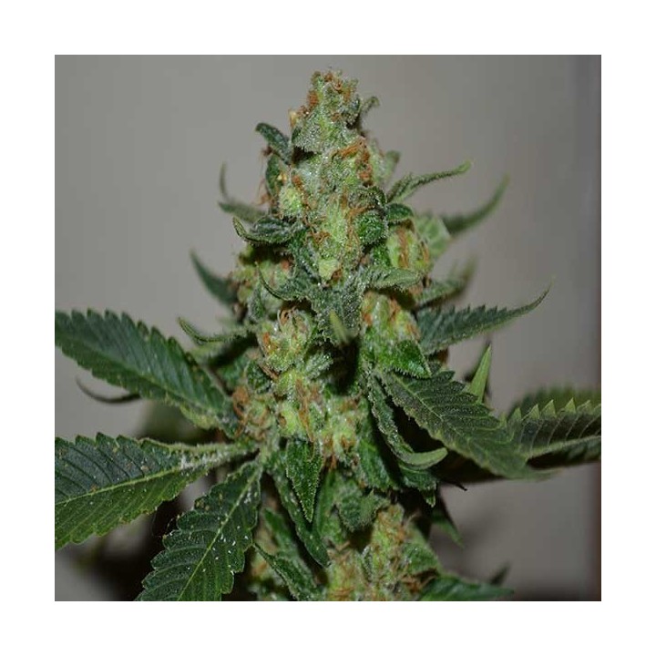 Mohan Ram Feminizada de Sweet Seeds