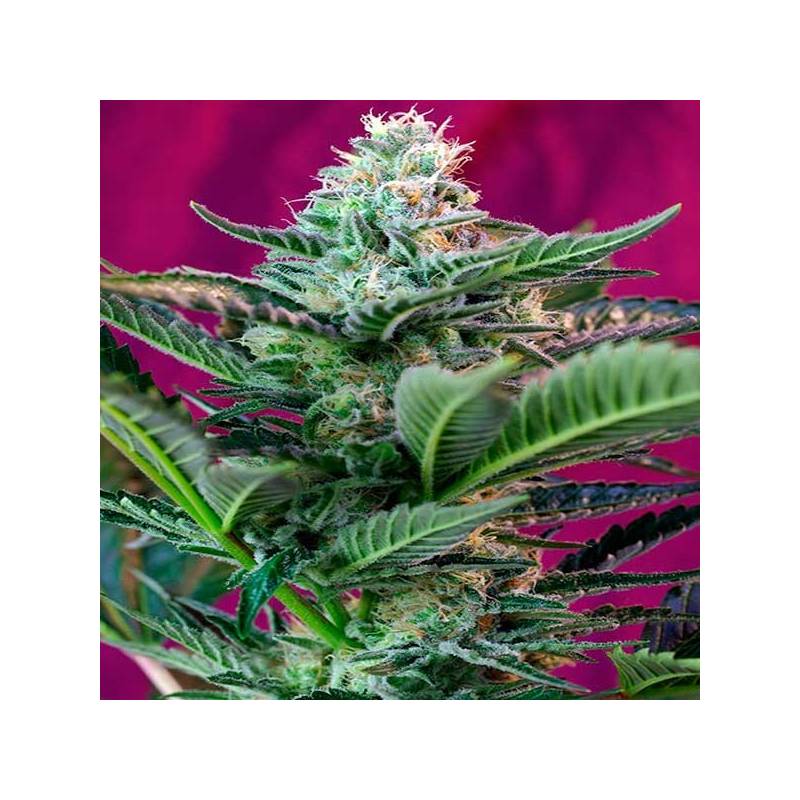 Mohan Ram Autofloreciente Feminizada de Sweet Seeds