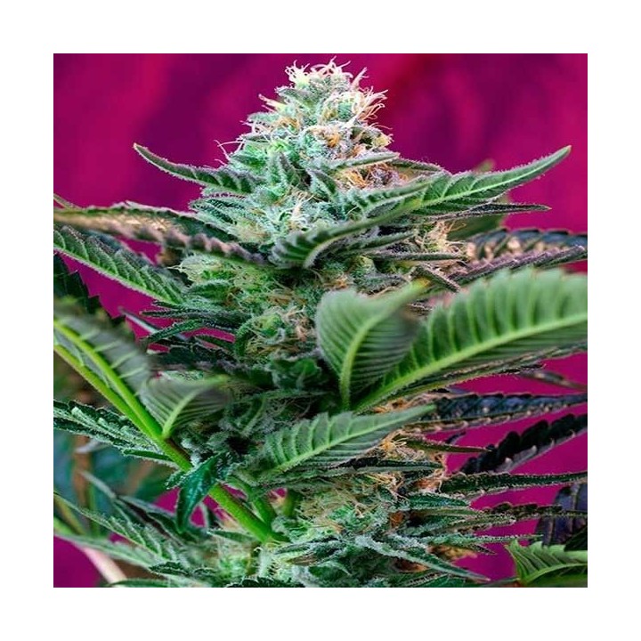 Mohan Ram Autofloreciente Feminizada de Sweet Seeds