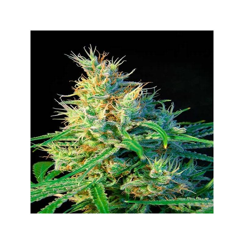 Psicodelicia Feminizada de Sweet Seeds