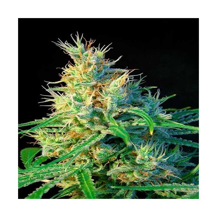 Psicodelicia Feminizada de Sweet Seeds