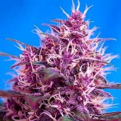 Red Poison Autofloreciente Feminizada de Sweet Seeds