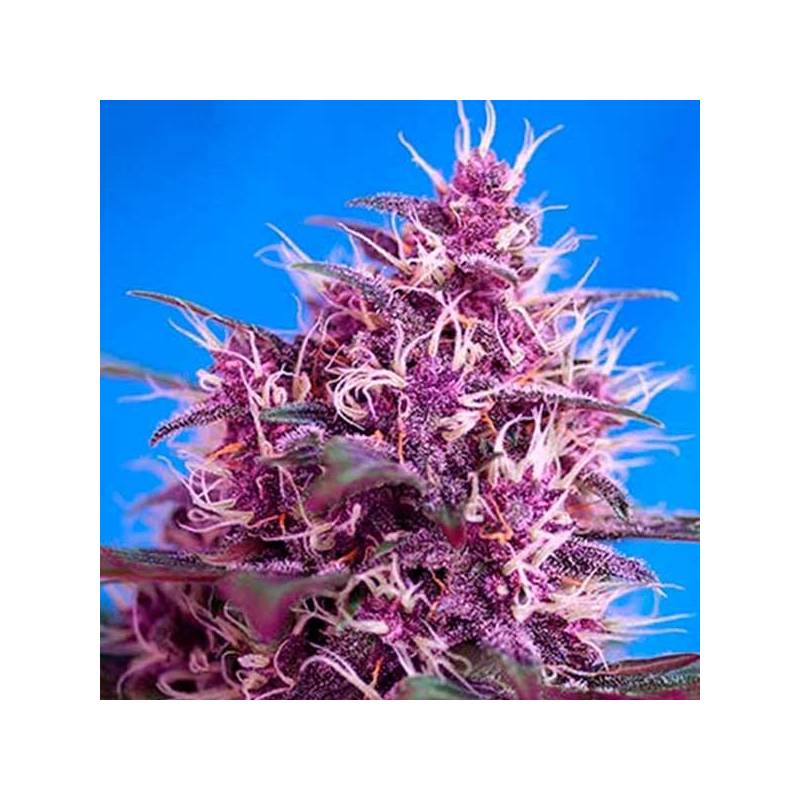 Red Poison Autofloreciente Feminizada de Sweet Seeds