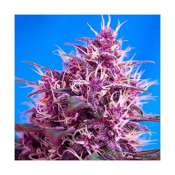 Red Poison Autofloreciente Feminizada de Sweet Seeds
