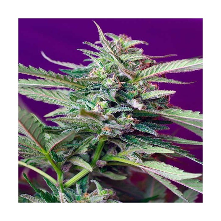 S.A.D Sweet Afgani Delicius Autofloreciente Feminizada de Sweet