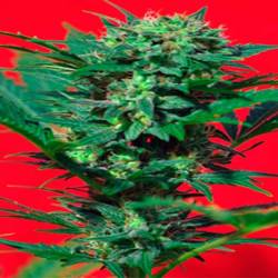 Speed Devil Autofloreciente Feminizada de Sweet Seeds