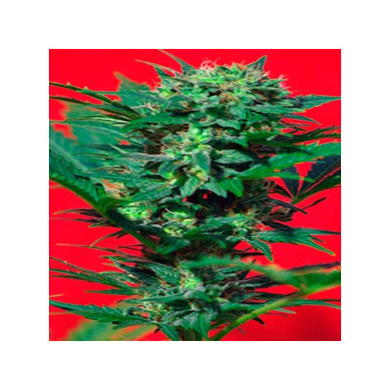 Autoflorecientes Semillas Feminizadas: Devil Cream Auto