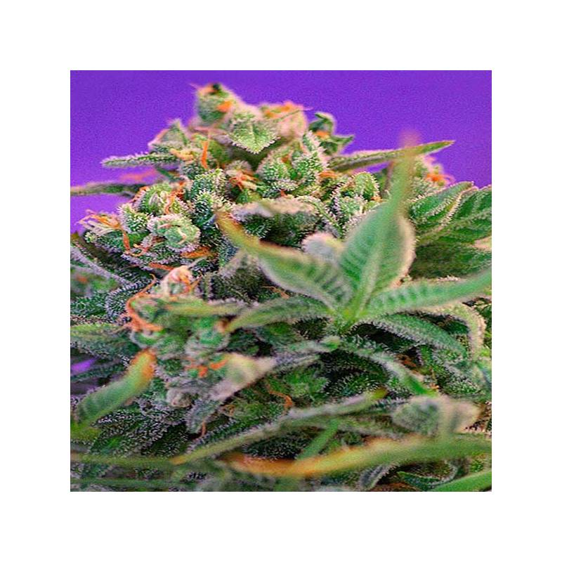 Sweet Cheese Feminizada de Sweet Seeds