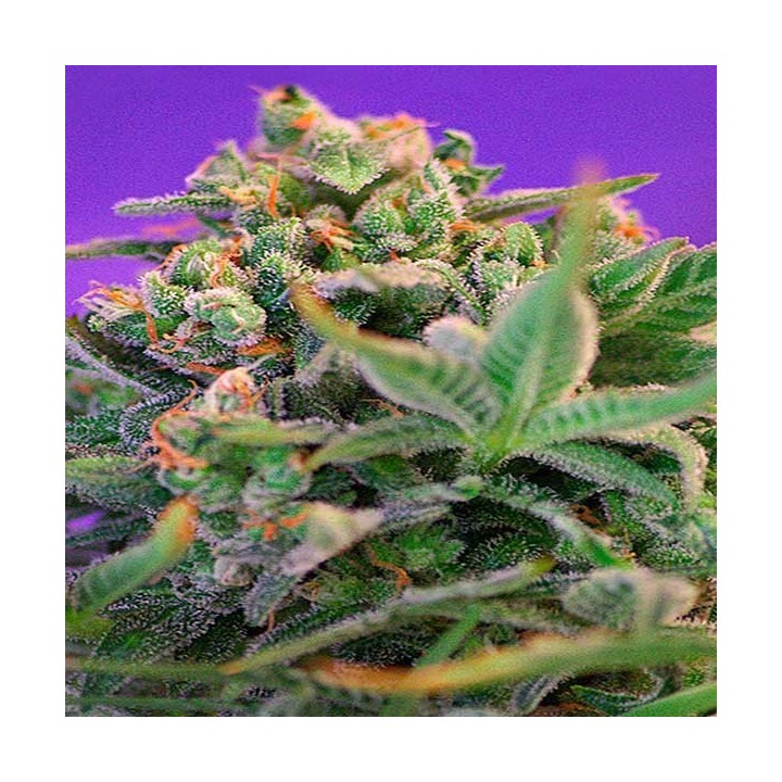 Sweet Cheese Feminizada de Sweet Seeds