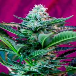 Sweet Cheese Autofloreciente Feminizada de Sweet Seeds