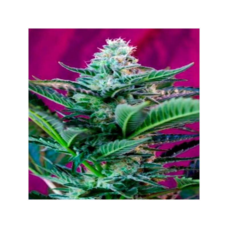 Sweet Cheese Autofloreciente Feminizada de Sweet Seeds