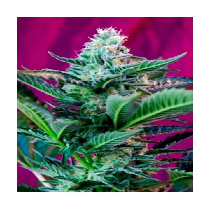 Sweet Cheese Autofloreciente Feminizada de Sweet Seeds