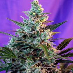 Sweet Skunk Autofloreciente Feminizada de Sweet Seeds