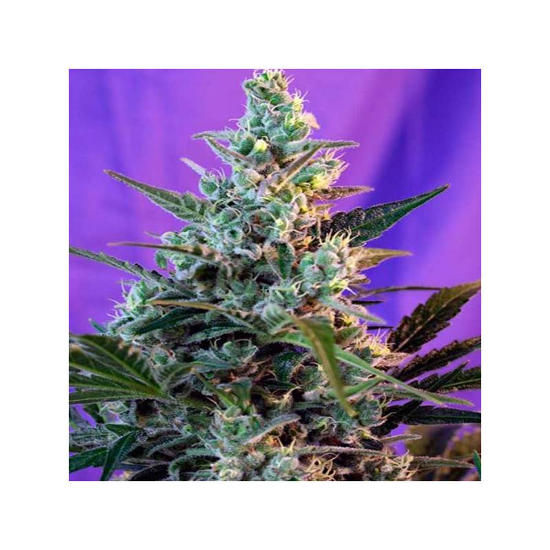 Sweet Skunk Autofloreciente Feminizada de Sweet Seeds