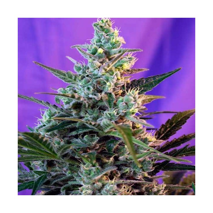 Sweet Skunk Autofloreciente Feminizada de Sweet Seeds